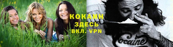 прущие грибы Богородск